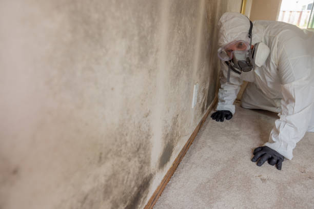 Ottawa, IL Mold Inspection Company